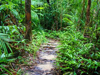 Amazon Jungle Escape